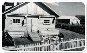 Животноводческая ферма в совхозе Норильский. Выгул свиней. 1943