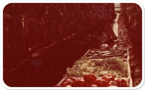 В тепличном хозяйстве совхоза Норильский на переднем плане ящики с собранными овощами, 1980-е гг