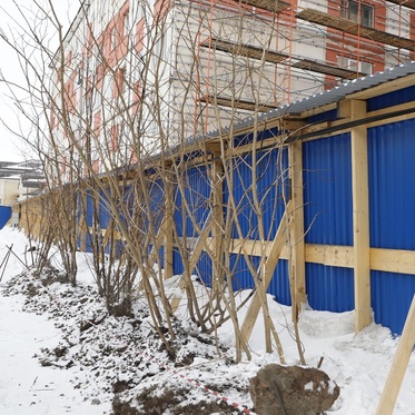 После ремонта коллектора на улице Мира высадят 2700 новых саженцев